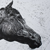 Horse Portrait Two